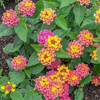 lantana-bandana-cherry-sunrise-perennials