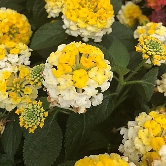 lantana-bandana-lemon-zest-perennials