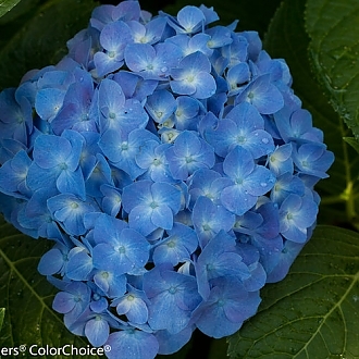 lets_dance_blue_jangles_hydrangea-7689