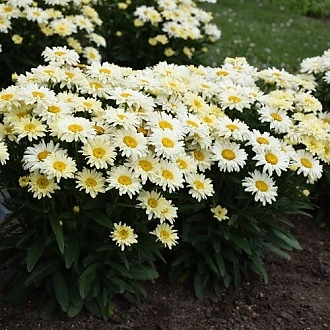 leucanthemum-banana-cream