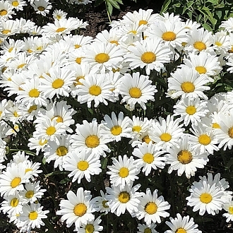 leucanthemum-daisy-may