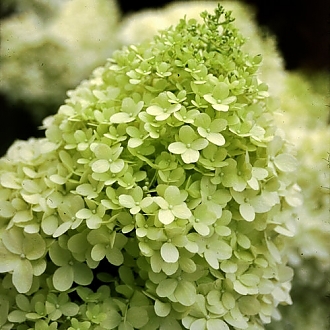 limelight_hydrangea-2