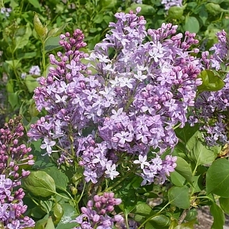 new-age-lavender-lilac