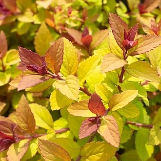 northern-lights-spiraea