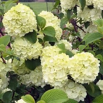 opening-day-viburnum