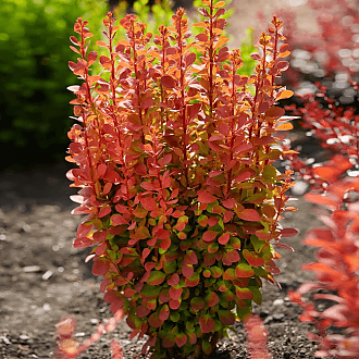 orange-rocket-barberry