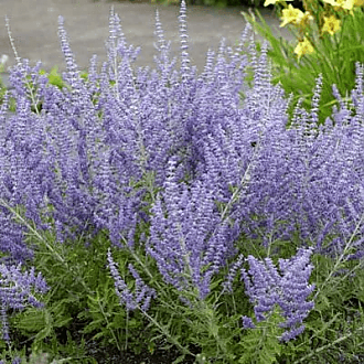 pervoskia-crazy-blue-perennials