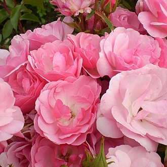 pinktopia-rose