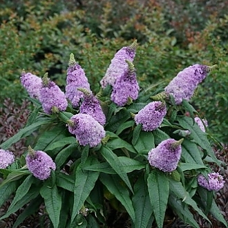 pugster_amethyst_butterfly_bush_plant