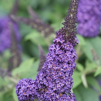 pugster_blue_butterfly_bush_flower_color