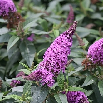 pugster_periwinkle_butterfly_bush_flowers