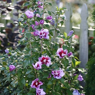 purple_pillar_hibiscus_rose_sharon