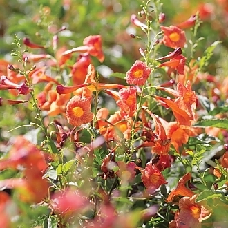 red-hot-trumpetbush-tecoma-red-hot