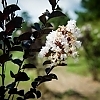 sHnmEvSA