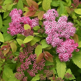 spiraea_double_play_big_bang_img_6898