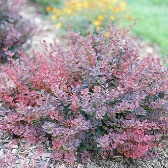 sunjoy_mini_maroon_seedless_barberry_3