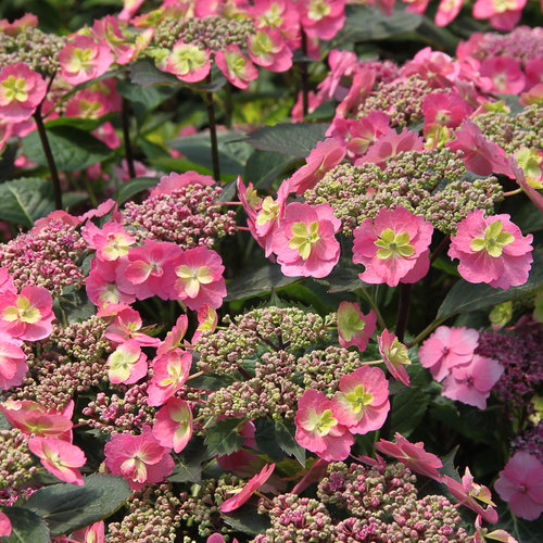 Tuff Stuff® Hydrangea