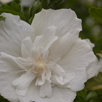 white_chiffon_hibiscus-3925