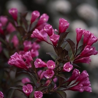 wine_roses_weigela-6849